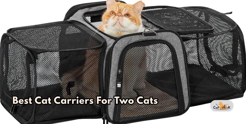best cat carriers for two cats