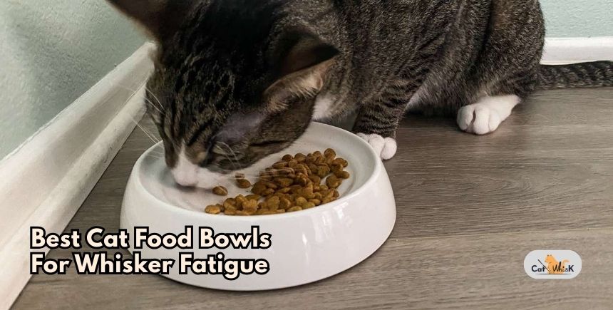 best cat food bowls for whisker fatigue
