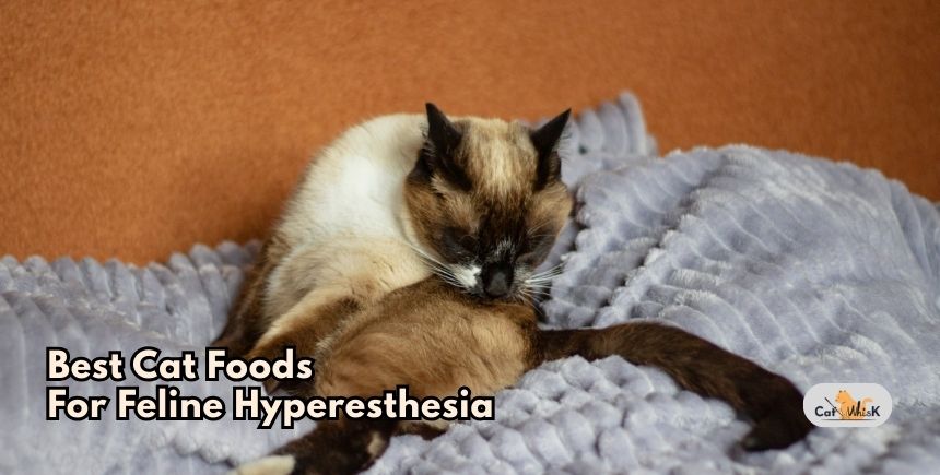 best cat foods for feline hyperesthesia