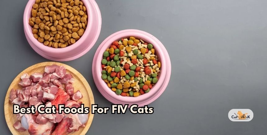 best cat foods for fiv cats