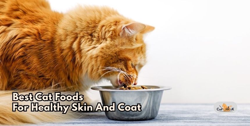 best cat foods for healthy skin and coat