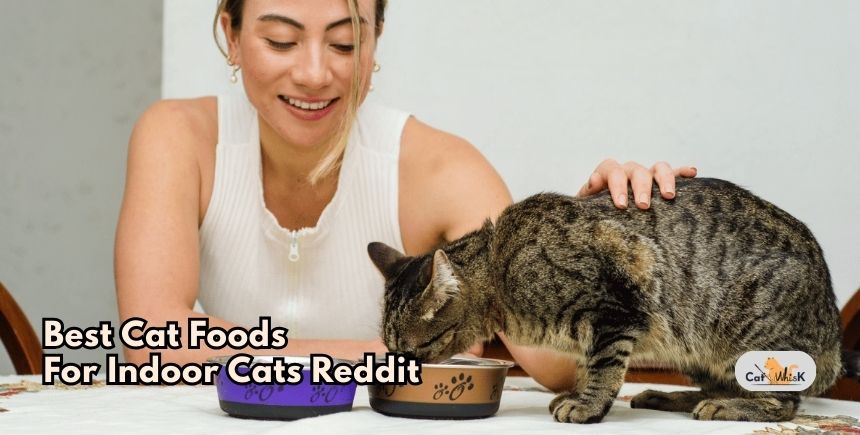 best cat foods for indoor cats reddit