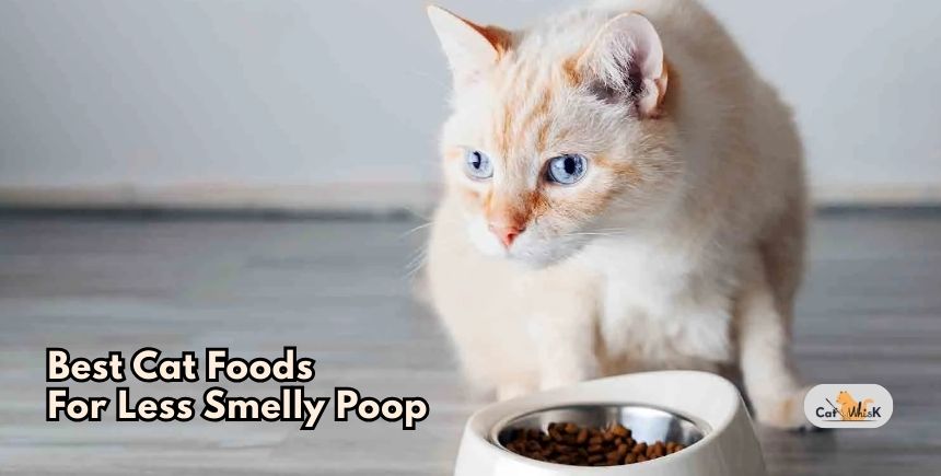 best cat foods for less smelly poop