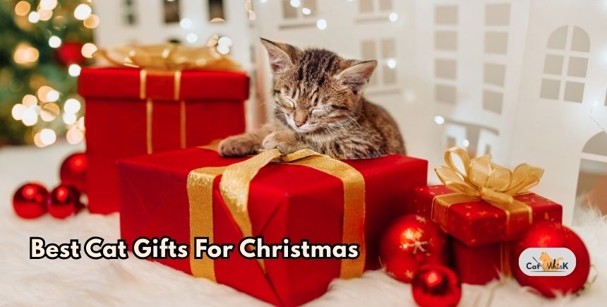 best cat gifts for christmas