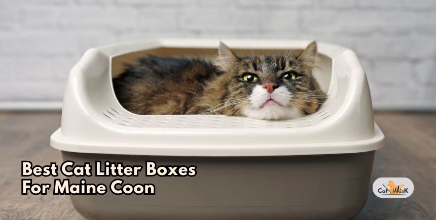 best cat litter boxes for maine coon