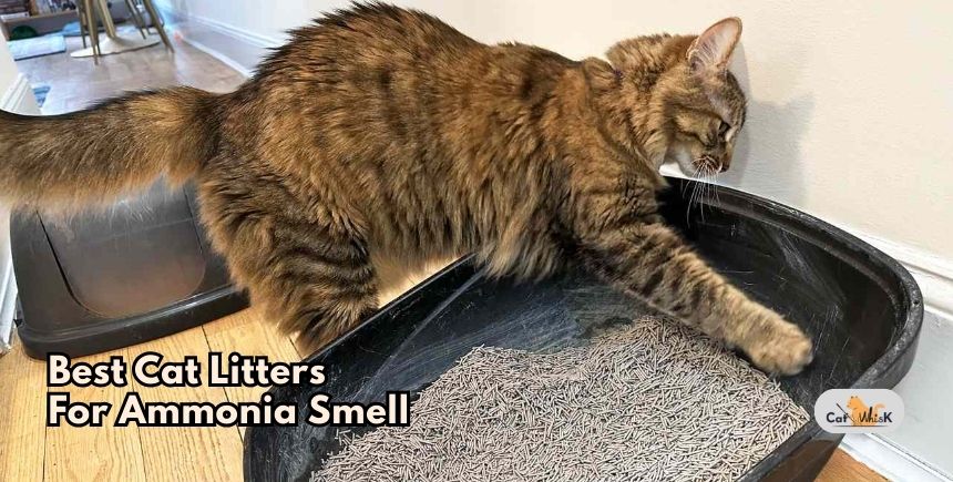 best cat litters for ammonia smell