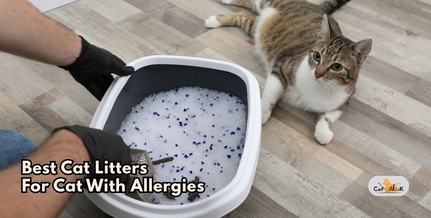 best cat litters for cat with allergies