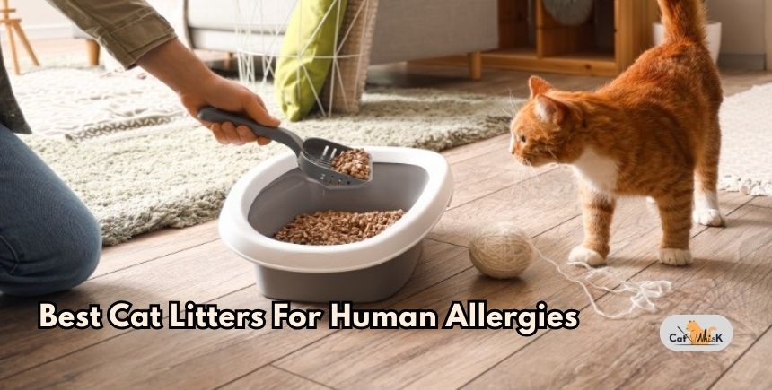 best cat litters for human allergies