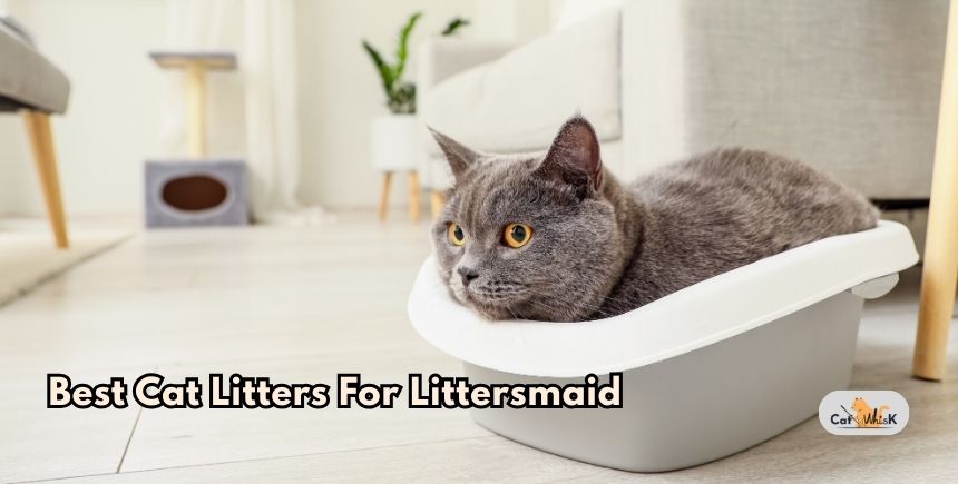 best cat litters for littersmaid