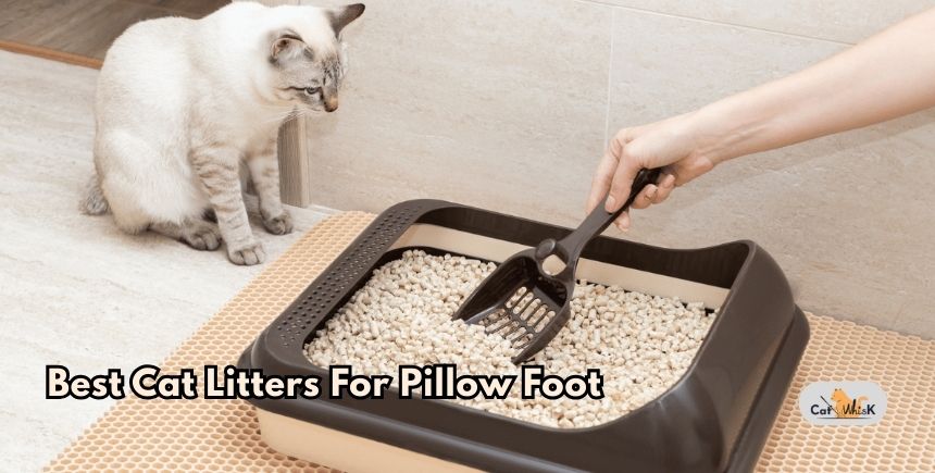 best cat litters for pillow foot