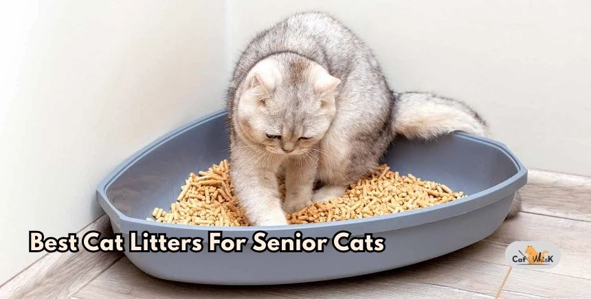 best cat litters for senior cats
