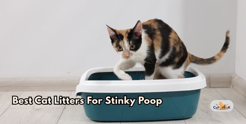 best cat litters for stinky poop