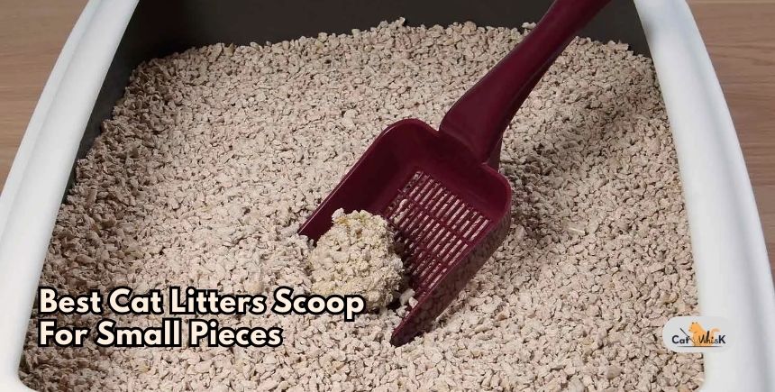 best cat litters scoop for small pieces
