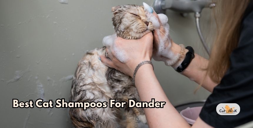 best cat shampoos for dander