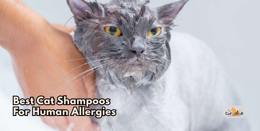 best cat shampoos for human allergies
