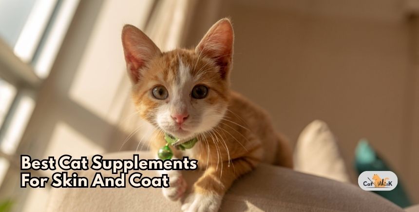best cat supplements for skin and coat