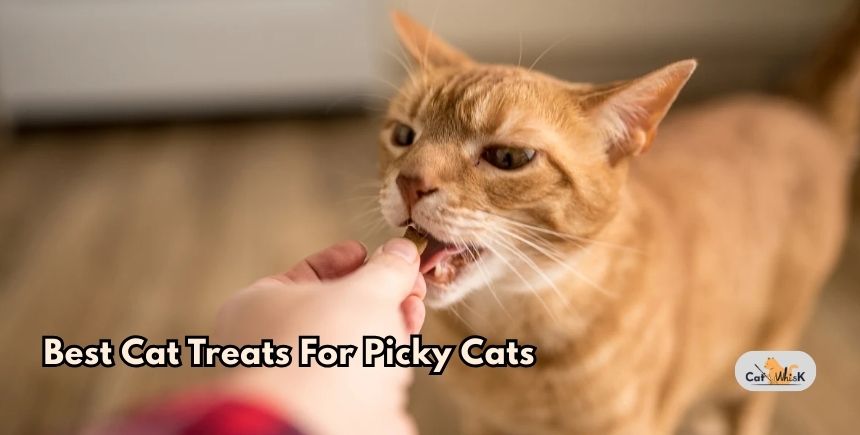 best cat treats for picky cats
