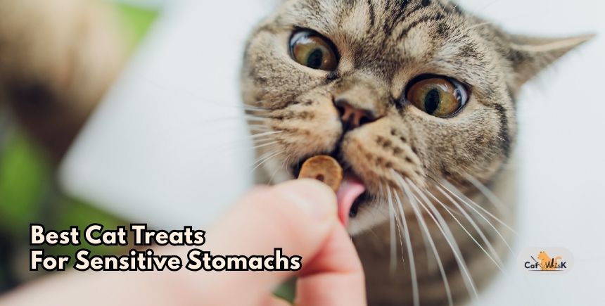 best cat treats for sensitive stomachs