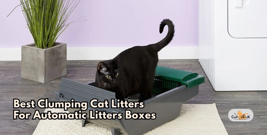 best clumping cat litters for automatic litters boxes