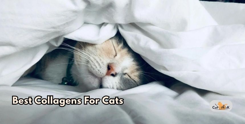 best collagens for cats