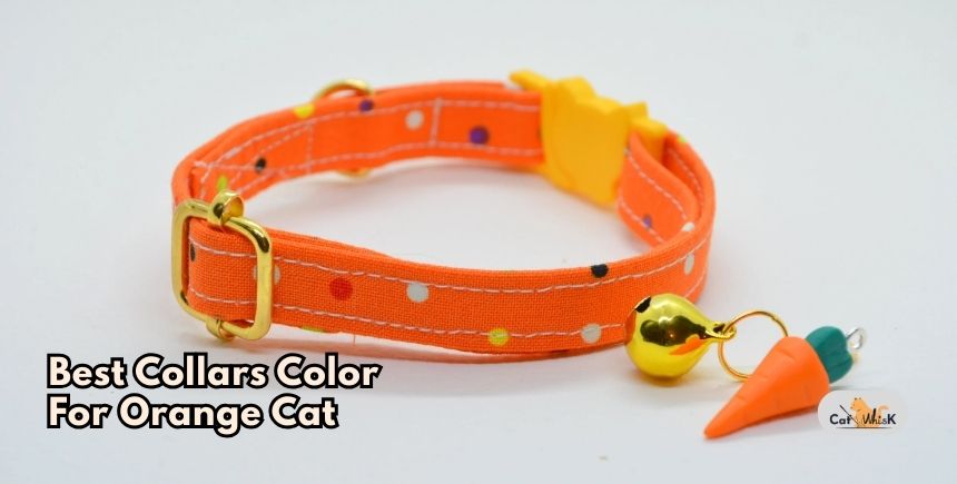 best collars color for orange cat