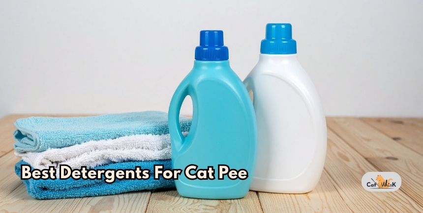 best detergents for cat pee