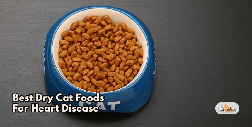 best dry cat foods for heart disease