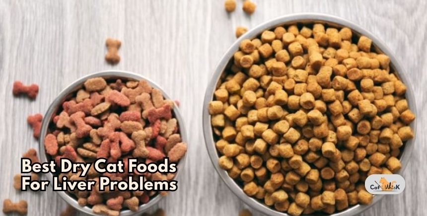 best dry cat foods for liver problems