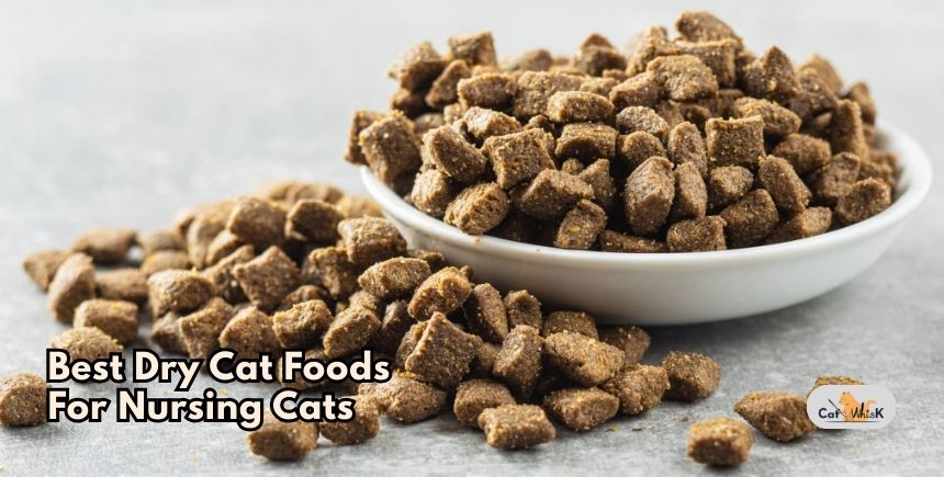 best dry cat foods for nursing cats