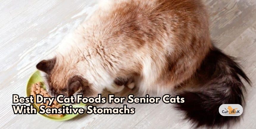 best dry cat foods for senior cats with sensitive stomachs