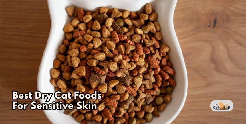 best dry cat foods for sensitive skin