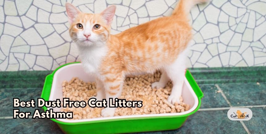 best dust free cat litters for asthma