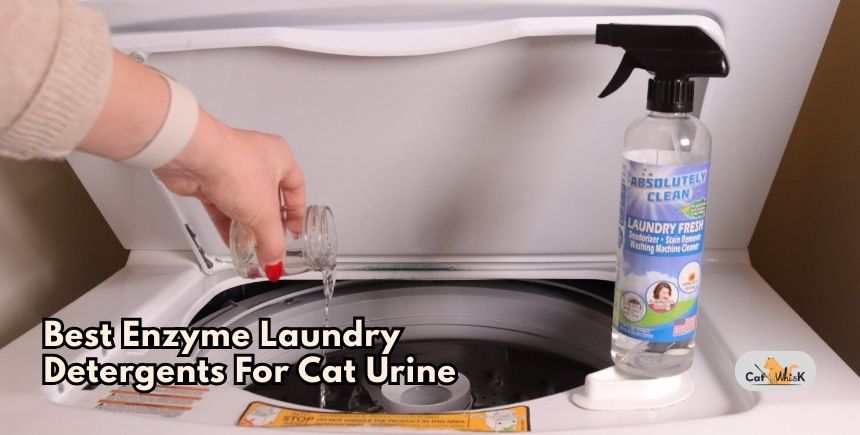 best enzyme laundry detergents for cat urine