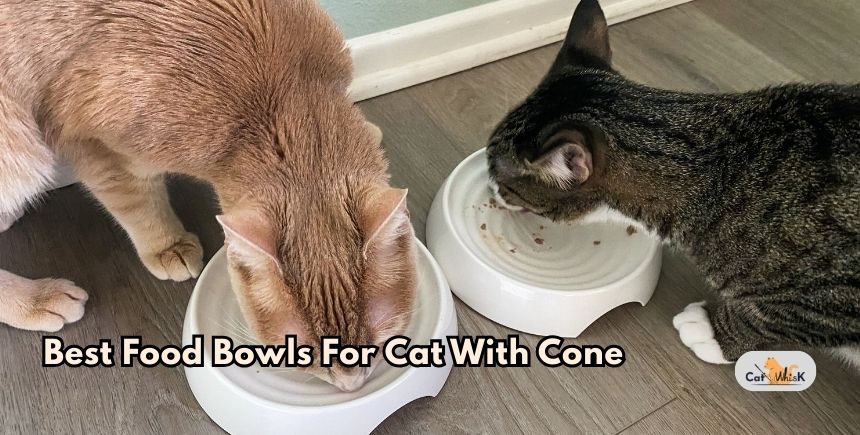 best food bowls for cat with cone