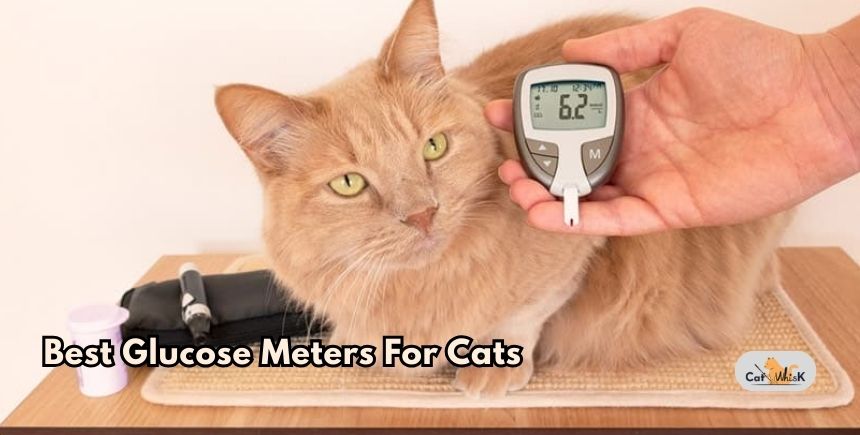 best glucose meters for cats