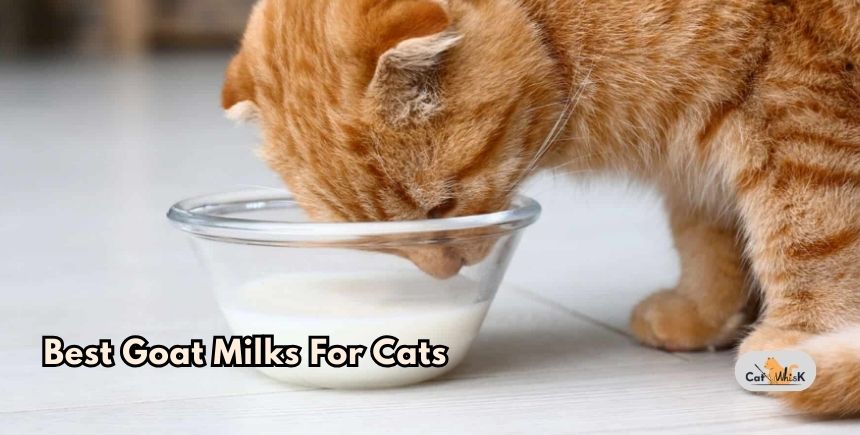 best goat milks for cats