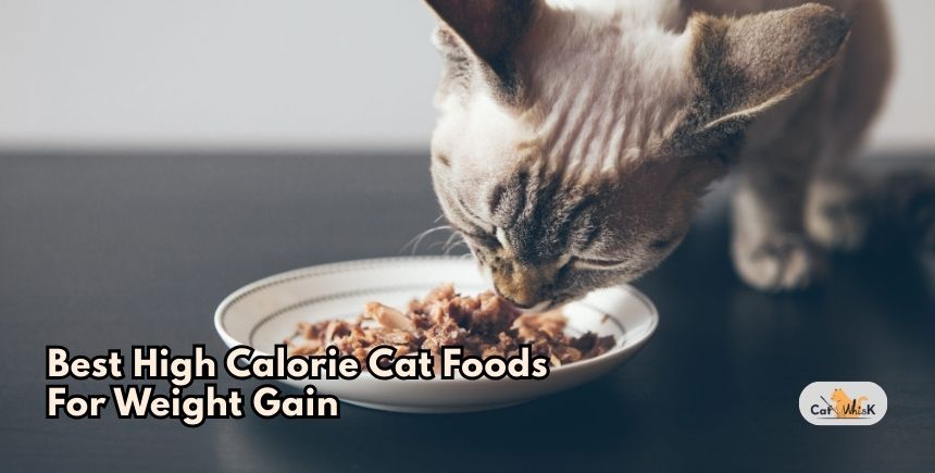 best high calorie cat foods for weight gain