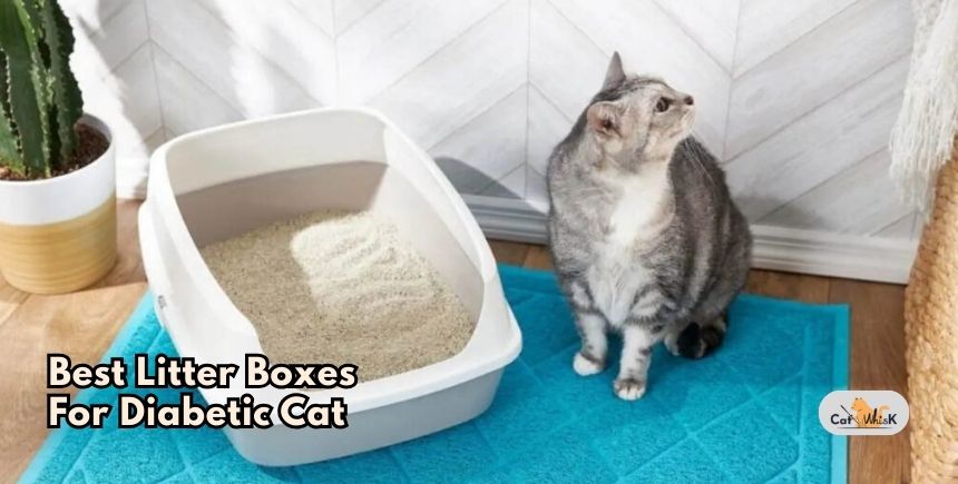 best litter boxes for diabetic cat