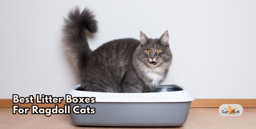 best litter boxes for ragdoll cats