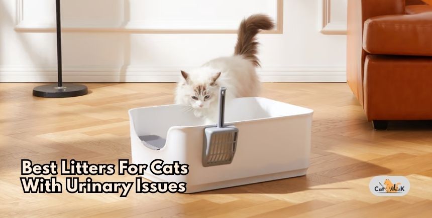 best litters for cats with urinary issues