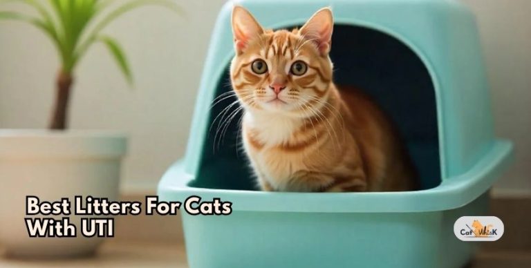 Picture of Our 8 Best Litters For Cats With UTI In 2026 - Cat Whisk