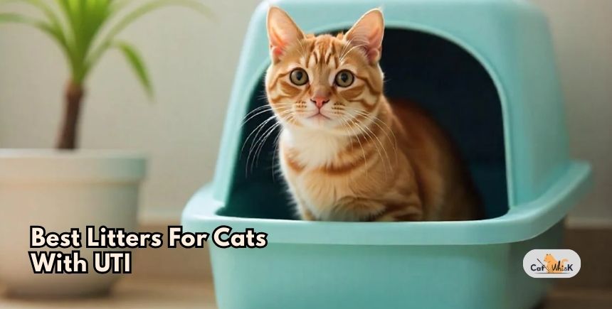 best litters for cats with uti