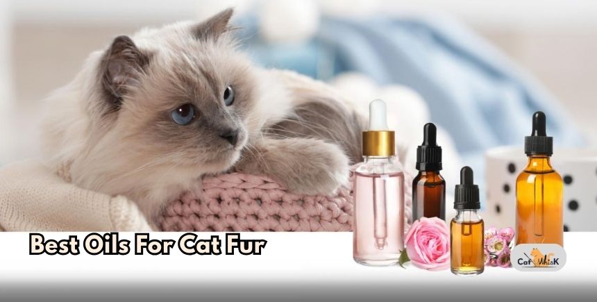 best oils for cat fur