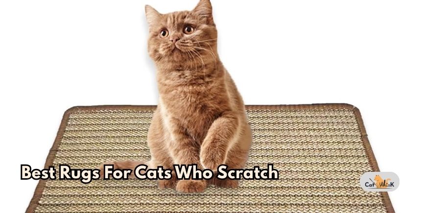 best rugs for cats who scratch