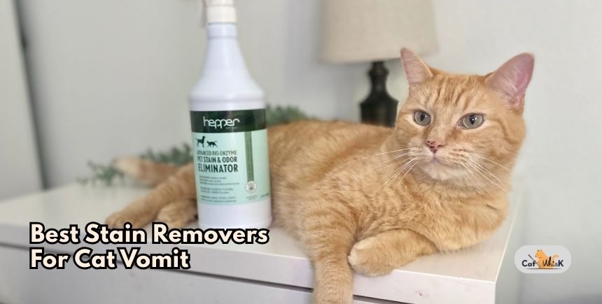 best stain removers for cat vomit