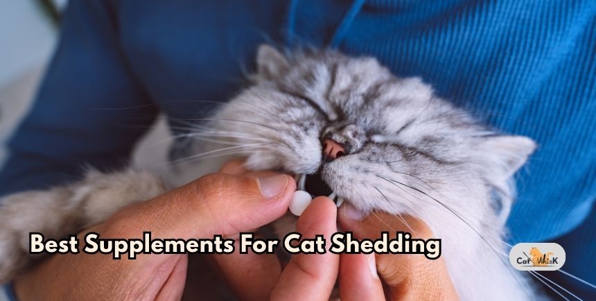 best supplements for cat shedding
