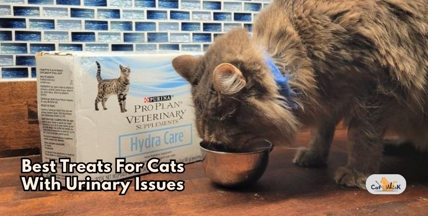 best treats for cats with urinary issues