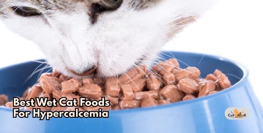 best wet cat foods for hypercalcemia