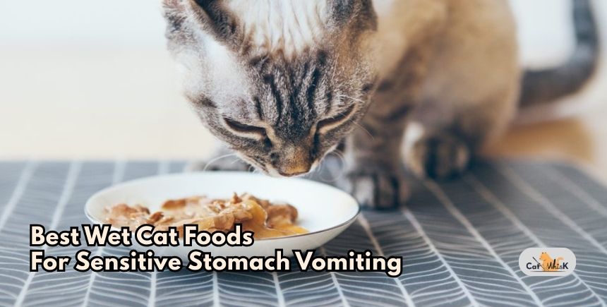 best wet cat foods for sensitive stomach vomiting