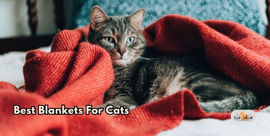 best blankets for cats